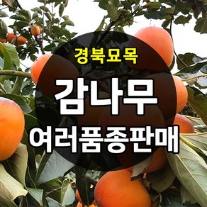 [경북농원] 감나무묘목 접목 묘목 야오끼 대봉 태추단감 차량단감 둥시, 태추단감 접목  중묘, 1개