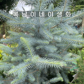 은청가문비 블루다이아몬드 [1포트 복남이네야생화 모종 침엽수 가문비나무 picea], 1개