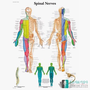 3B Scientific 척수신경 인체해부차트 VR1621 Spinal Neves 척추신경 병원액자, 액자없음, 1개