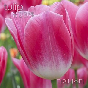 튤립(Tulip) 추식 구근 입고 금강원예, 다이너스티(5구), 1개