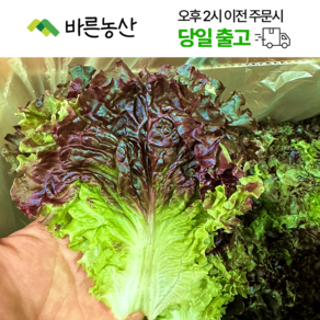 < 바른농산 > 국내산 꽃상추 꽃적상추 쌈채소 (2kg), 1개