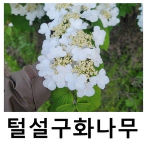 털설구화나무 묘목 라너스 15m포트묘, 1개