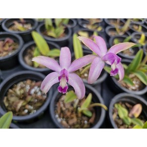 [신라난농원]카틀레야원종.Laelia upestis.렐리아 루페스트리스(크리스파타).예쁜핑크색의 진핑크색립프.좋은향.필독뒷사진참고., 1개