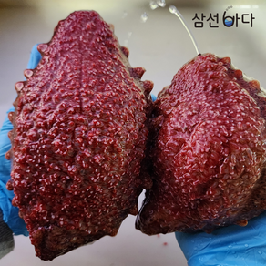 청정거제 *해녀물질 [직접채취] 산지직송 당일조업 거제해녀가 갓 잡아 올린 홍해삼 500g 약해삼 홍삼 해삼회 빨간해삼, 1개