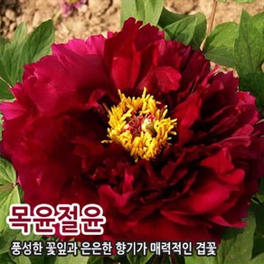 조경수 정원수 묘목 -목단 모란 수입목단[목윤절윤] CH350
