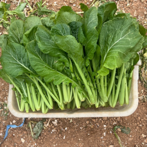 [산지직송] 여수 돌산갓 생갓, 5kg, 1개