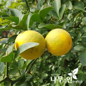 [나무인] 탱자나무 10그루 포트묘 키50cm, 10개