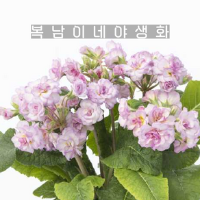 프리티폴리앵초 소프트핑크 [1포트 복남이네야생화 모종 앵초 프리뮬라 pimula], 1개