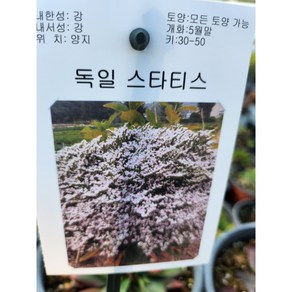 [비젼플라워] (야생화놀이터)---노지월동-베란다월동-영원한사랑-독일 스타티스, 1개, 00