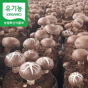 [해담은농장] 유기농 생표고 작은표고버섯 1kg 국내산 참나무 (농장직배송)