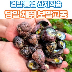 산지직송 통영 자연산 보말 고동 고둥 당일채취 1kg 2kg 3kg, 1박스, 500g