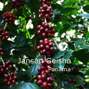 [위트러스트] 파나마 잔슨 게이샤 500g Panama Janson Geisha, 홀빈, 1개