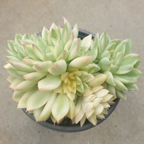 [수암다육] 메비나금 랜덤발송 Echeveria 'Mebina' f. variegata 랜덤발송 다육 다육이 다육식물 230