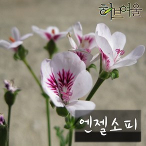 [허브여울제라늄] 엔젤소피 (흰색 무늬종 랜디 리갈제라늄) 지름 9cm 소품화분, 1개, 엔젤 소피