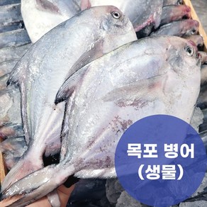 제철 목포 국산 병어 당일조업 산지직송 1kg(4~5미), 1개, 1kg(횟감/ 4~5미)