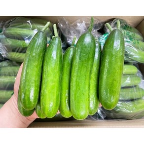 (진짜 특가) 아삭 아삭 햇 특품 미니오이 스낵오이 1박스, 1개, 1kg