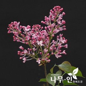 [나무인] 라일락독립수 외목대 키1.8m 차량배송, 1개