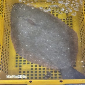 당일작업 숙성광어 필렛 국산 자연산 광어회 2-2.5kg 매운탕재료 제공, 1개