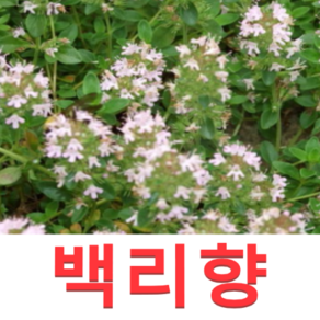 (성실BB)백리향모종(포트) 10개