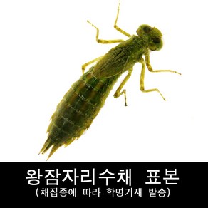 곤충표본/건조표본/왕잠자리수채표본/잠자리수채표본, 1개