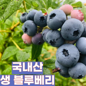 [제철365] 국내산 생 블루베리 특 왕특, 1박스, 300g (특)