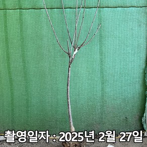 착한가격 나무생각 / 체리나무 / 라핀 / 3년생 / 결실주, 1개, 체리