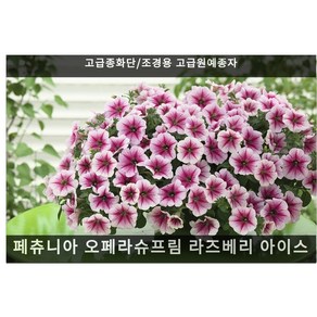 제라늄 핀토 바이올렛 5립