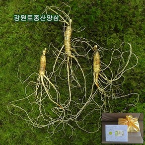 하주니 산양산삼 8년근 강원청정삼 산양삼 장뇌삼 장뇌산삼 야생 산삼 황절삼 무농약 자연산 면역력 명절 설 추석 선물세트 부모님 건강 고급 선물, 1세트, 1_산양산삼 08년근 03뿌리