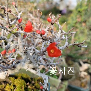 장수매화 야생화 노지윌동가능280, 1개