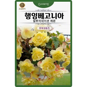 행잉베고니아 일루미네이션 레몬 씨앗 5립, 1개