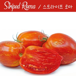 스트라이프 로마 Stiped Roma 로마 소스 토마토 희귀토마토 씨앗 교육 체험용