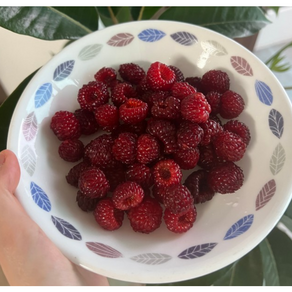 농장직송 산딸기 급냉 500g 생 산딸기 햇과 제철 과일 프리미엄 노지 왕산딸기 당일수확 햇 새콤 달콤 신선포장 국내산 산지직송, 1개