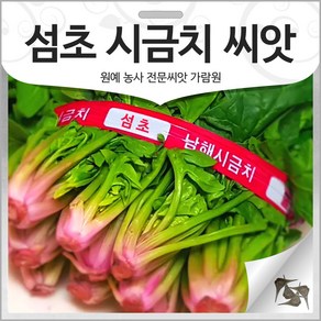 섬초 시금치 씨앗 채소씨앗 비금도 동초 토종 20g, 1개