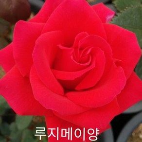 사계장미 (정원) 루지메이양 (빨강색) 포트(분) 키60cm 1주(개), 1 쿠팡 클릭애비뉴 본상품선택, 1개