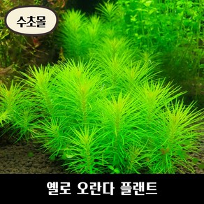 [수초몰] 옐로 오란다 플랜트 키우기 쉬운 수초, 1촉, 1개