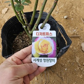 [새싹에서 나무까지] 사계 땅장미 (디저트피스) 개화주 (포트묘), 1개, 디저트피스