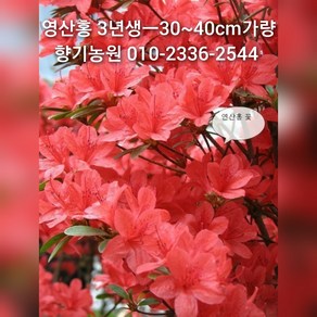 철쭉 영산홍 5주, 5개, 영산홍-붉은꽃