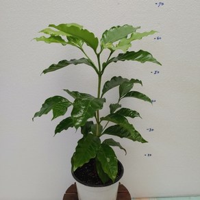 [성심] 새로입고-커피나무(55cm), 1개