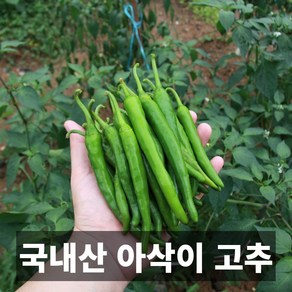 금메달농수산 산지직송 국내산 아삭이고추 오이고추, 1개, 10kg