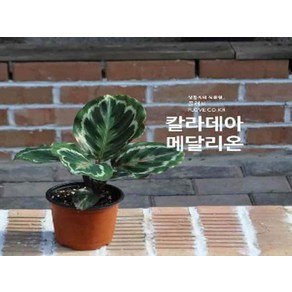 FL 메달리온 모종 갈색플라스틱화분 2개 묶음