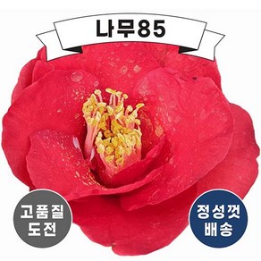 (나무85) 동백 홑꽃 포트, 4개