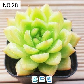 다육식물- 희귀 다육 100가지 모아보기, [NO. 28] 5.5cm 포트, 1개