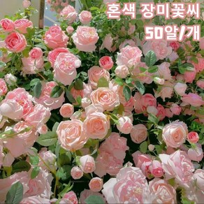 장미 꽃씨앗 다양한 컬러풀 장미 꽃씨 발아율 생존율 높다형형색색 장미꽃씨 사계절 정원 가든 넝쿨장미 씨앗, 50알 장미 꽃씨앗, 15개