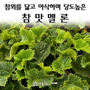 [모종심는아빠] 참외의 외관으로 아삭하고 당도높은 참맛 멜론 모종, 모종, 3개