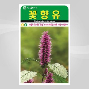 슬로시 꽃 씨앗 고급 꽃씨 야생화 허브씨 종자 모음, 1개