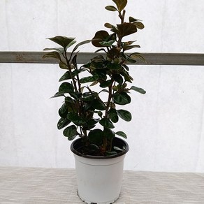 꽃파는 농부 - 은방울 고무나무, 1개