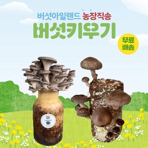 버섯키우기, 느타리1+표고1, 1세트