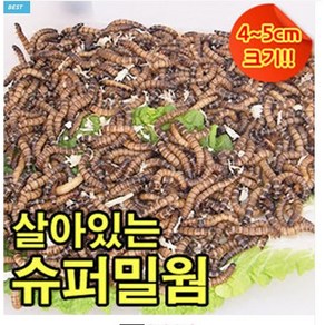 성충 안되는 살아있는 슈퍼밀웜 4~5cm 안전포장, 1개, 10g