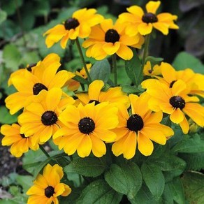 미니 루드베키아 토토 골드(종자 꽃씨앗 / 10립)Toto Gold Rudbeckia, 1개