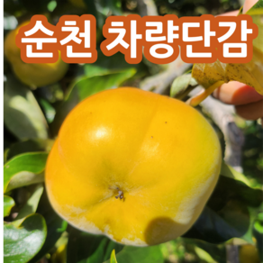 [달콤아삭] 전라도 차량단감 골진단감 크로바단감 순천단감 골단감 사각단감 햇단감